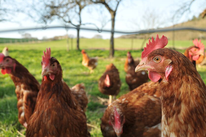 ab25_foto_politik_dz_huehner_bts_fotolia.jpg ab25_foto_politik_dz_huehner_bts_fotolia.jpg