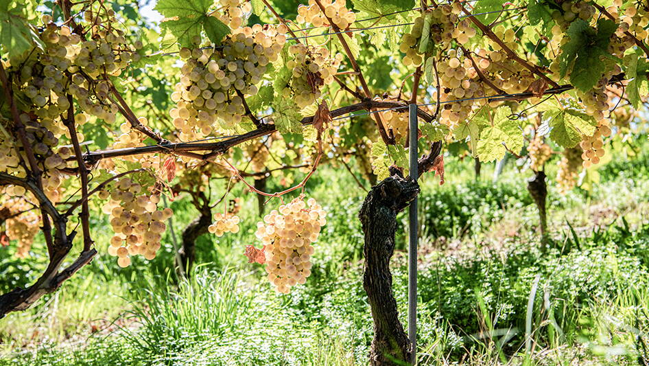 06_markt-wein-agroscope.jpg 06_markt-wein-agroscope.jpg