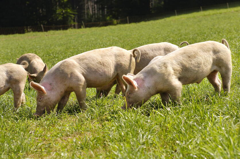 ab25_foto_politik_dz_schweine_blw.jpg ab25_foto_politik_dz_schweine_blw.jpg