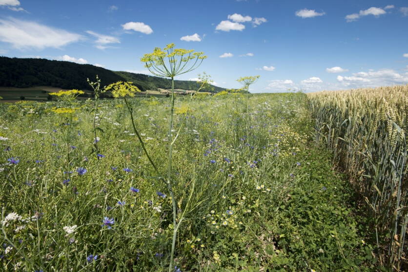 ab2025_umwelt_biodiversitat_all-ema_bff_bild_chantal_herzog_paket_6.jpg ab2025_umwelt_biodiversitat_all-ema_bff_bild_chantal_herzog_paket_6.jpg