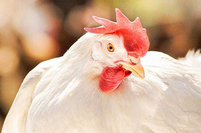 bild_1__markt_fleisch_eier_huhn_blw_multimedia.jpg bild_1__markt_fleisch_eier_huhn_blw_multimedia.jpg