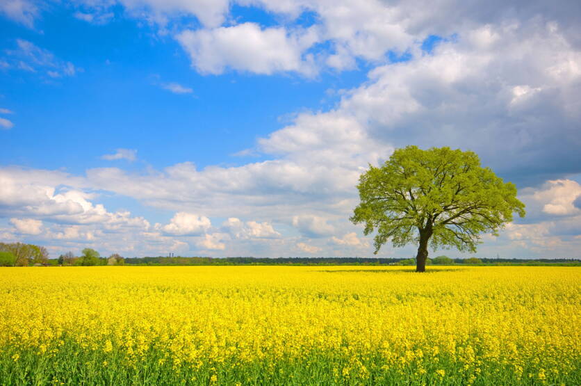 bild_rapsfeld_mit_baum.jpg bild_rapsfeld_mit_baum.jpg