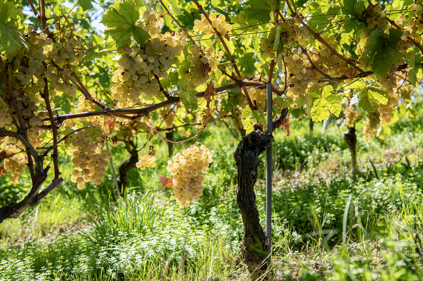 98782-20220912_vendanges_autour_de_fechy_caroleparodi_md-4992_-_bild_von_agroscope.png 98782-20220912_vendanges_autour_de_fechy_caroleparodi_md-4992_-_bild_von_agroscope.png